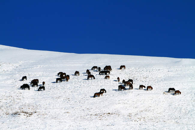 Scena invernale con animali al pascolo a Hulun Buir, Mongolia Interna — Foto stock