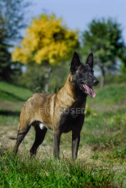 Perro pastor alemán en el parque - foto de stock