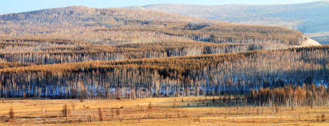 Beautiful autumn birch forest at Heilongjiang province, Greater Khingan Range, China — Stock Photo