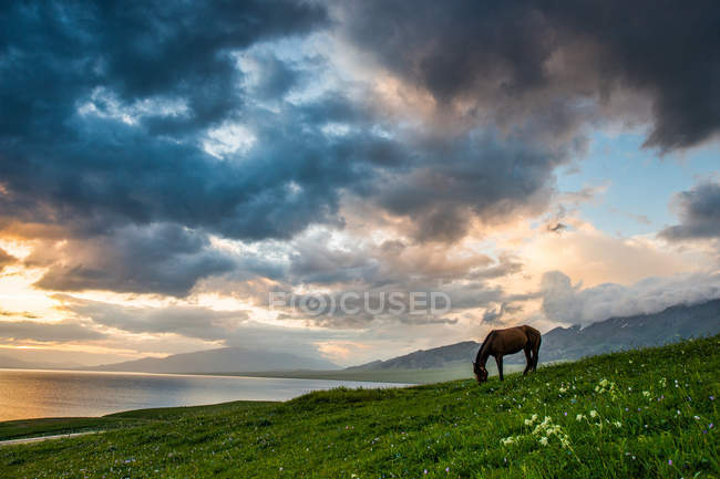 Коня пасує на зеленому лузі біля водойми на заході сонця — стокове фото