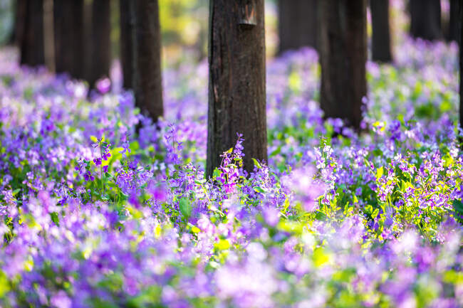 Фіолетові квіти в саду . — стокове фото
