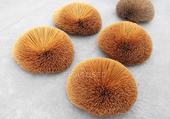 Beautiful five sea anemones on white background — Stock Photo