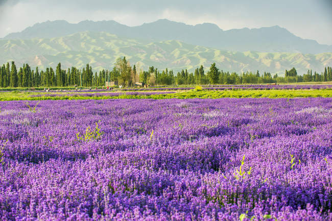Лавандовое поле с цветами и горами на горизонте в солнечный день — стоковое фото