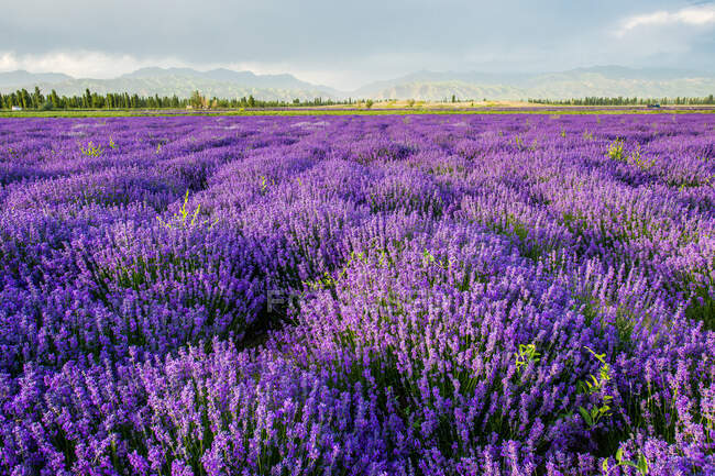 Фіолетові квіти лаванди в полі — стокове фото
