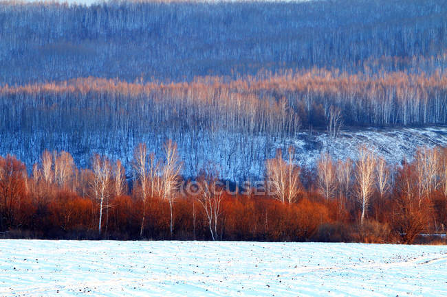 Bella foresta di betulle invernali nella provincia di Heilongjiang, catena montuosa del Khingan, Cina — Foto stock