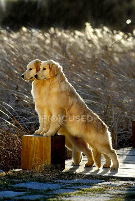 Golden retriever in the park. — Stock Photo