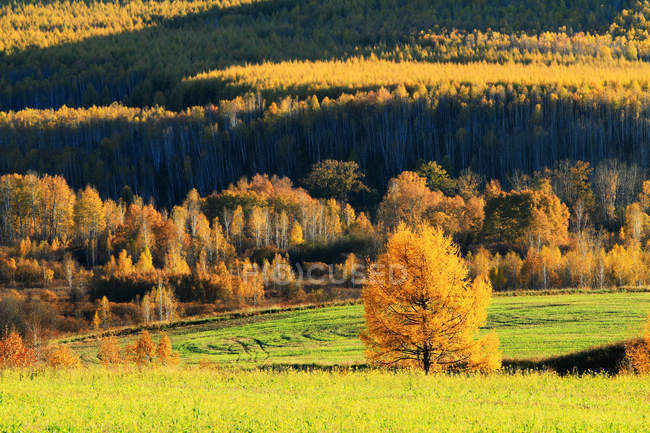 Красивый осенний пейзаж на хребте Большой Хинган, провинция Хэйлунцзян, Китай — стоковое фото