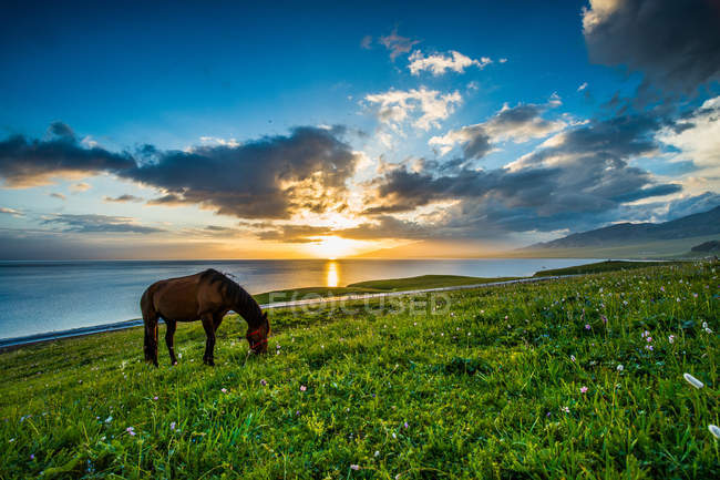Pastoreo de caballos en prado verde cerca del cuerpo de agua al atardecer - foto de stock