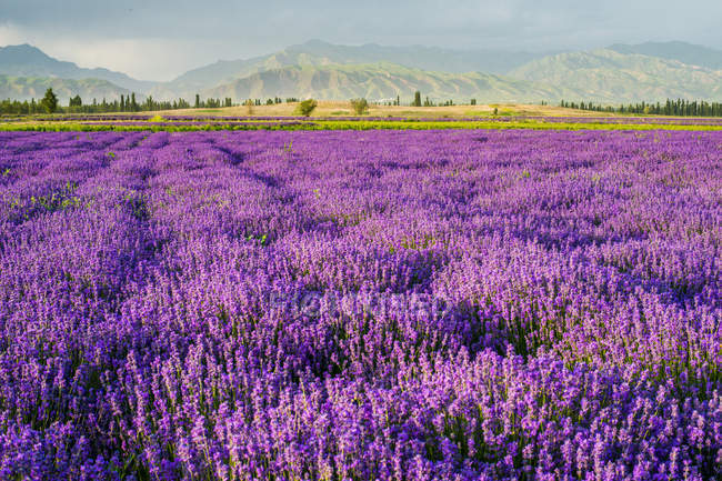 Lavendelfeld mit Blumen und Bergen am Horizont bei sonnigem Tag — Stockfoto