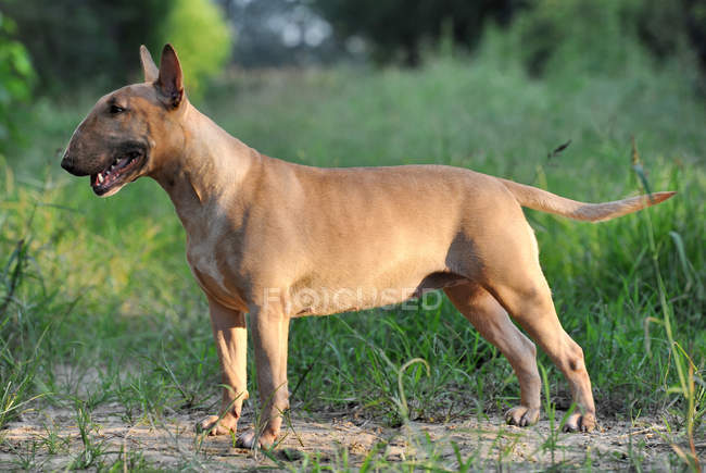 Vista laterale di bel cane marrone in piedi in erba verde e guardando altrove — Foto stock