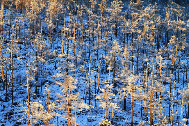 Bela paisagem de inverno na província de Heilongjiang, Grande Cordilheira Khingan, China — Fotografia de Stock