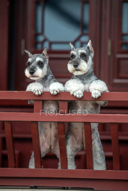 Крупный план двух красивых пушистых серых собак, смотрящих в камеру — стоковое фото