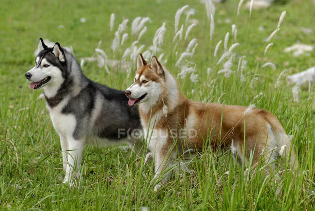Siberian husky dog in the grass — Stock Photo