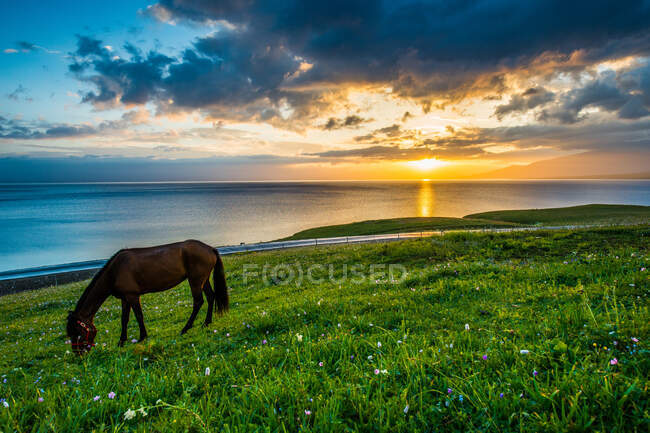 Belo cavalo na praia. — Fotografia de Stock