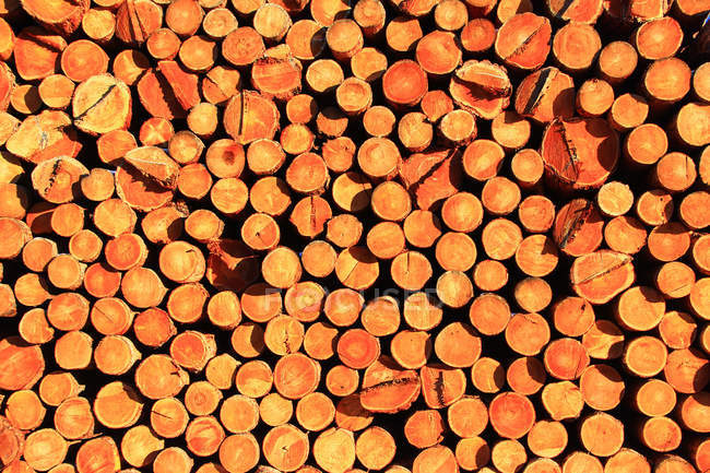Накопление древесины на лесохозяйственном комплексе Большого хинганского хребта, Китай — стоковое фото