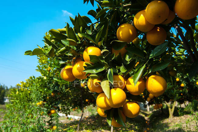 Спелые апельсины и зеленые листья на деревьях в саду в солнечный день — стоковое фото
