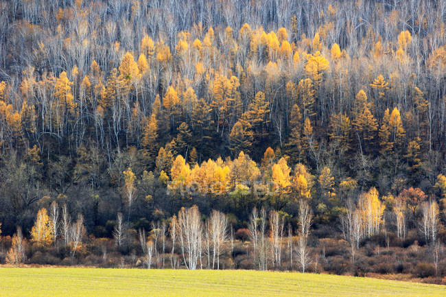 Hermoso bosque de abedul de invierno en la provincia de Heilongjiang, Gran Cordillera Khingan, China - foto de stock