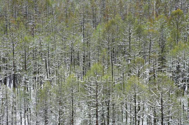 Hermoso paisaje de invierno, provincia de Heilongjiang, Gran Cordillera Khingan en la nieve, China - foto de stock