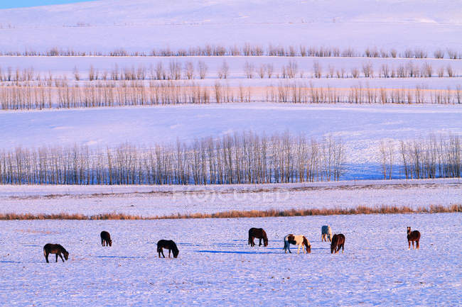 Зимова сцена з тваринами на пасовищі в Hulun Buir, Внутрішня Монголія — стокове фото