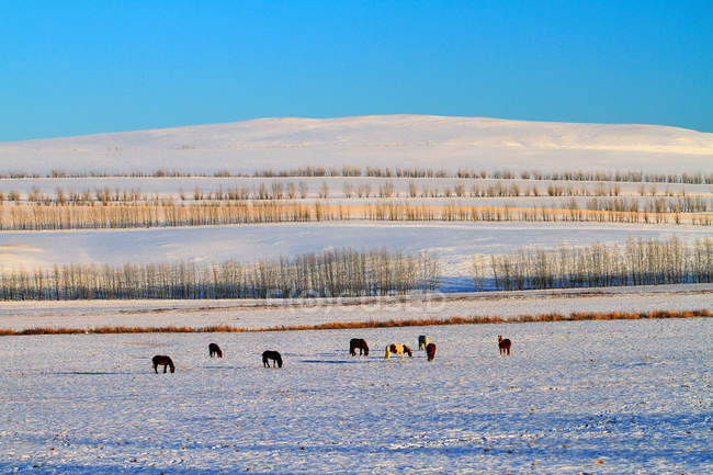 Escena de invierno con animales en pastos en Hulun Buir, Mongolia Interior - foto de stock