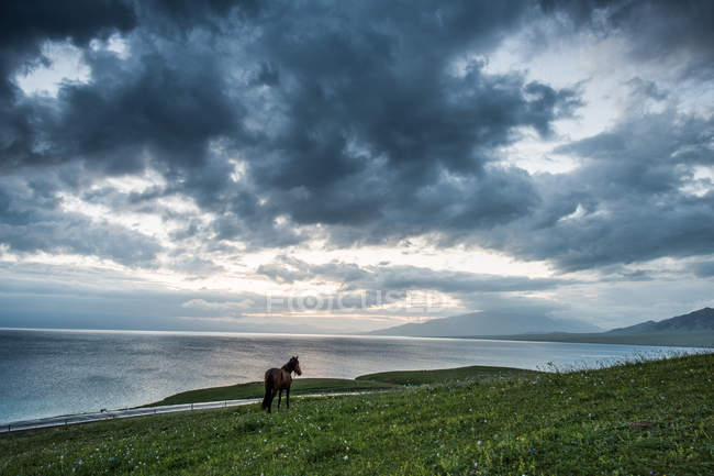Bela paisagem com céu nublado e cavalo na grama verde perto do corpo de água — Fotografia de Stock