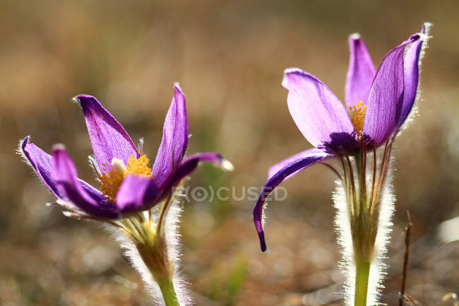 Close-up view of beautiful blooming purple pasqueflowers, Inner Mongolia, Hulun Buir — Stock Photo