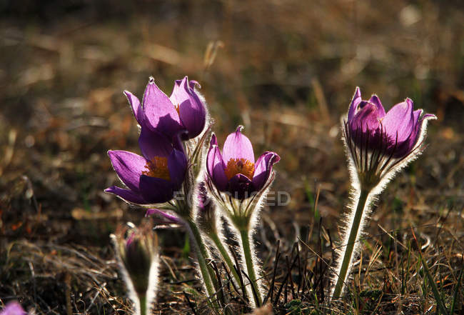 Vue rapprochée de belles fleurs sauvages en fleurs, Mongolie intérieure, Hulun Buir — Photo de stock