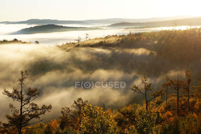 Forêt d'automne incroyable dans la région du Grand Khingan, province du Heilongjiang, Chine — Photo de stock