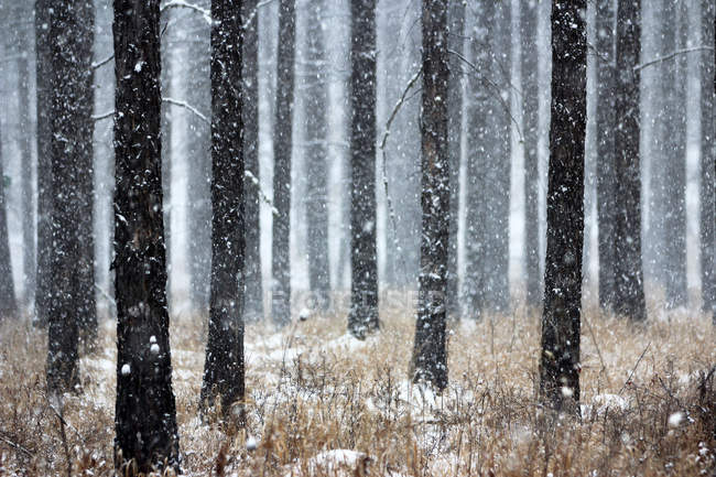Зима в сосновом лесу, Большой хребет Хинган, Китай — стоковое фото