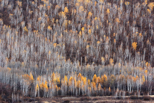 Opinião de ângulo elevado da floresta bonita do vidoeiro do inverno na província de Heilongjiang, escala grande de Khingan, China — Fotografia de Stock