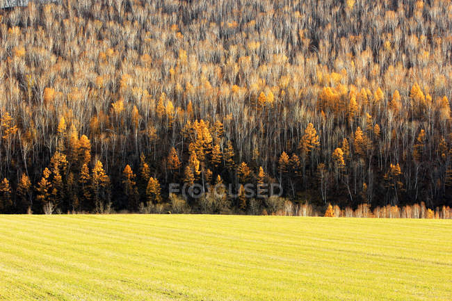 Belle forêt de bouleaux Chine Grand Khingan Range — Photo de stock