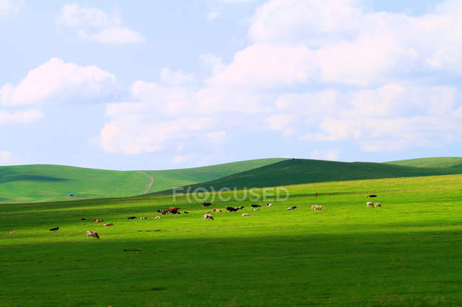 Increíble paisaje con animales en pastos en Hulun Buir Grassland, Mongolia Interior - foto de stock
