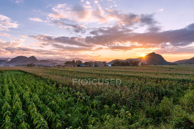 Красивый пейзаж с табачной плантацией провинции Юньнань, Китай — стоковое фото