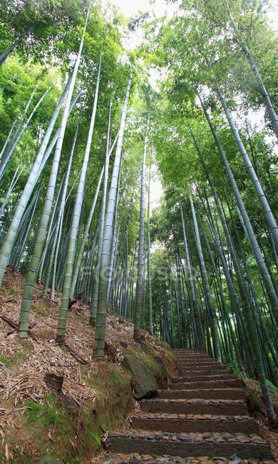 Дивовижний бамбуковий ліс в Анджі, провінція Чжецзян, Китай — стокове фото