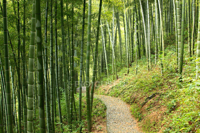 Increíble bosque de bambú en Anji, provincia de Zhejiang, China - foto de stock