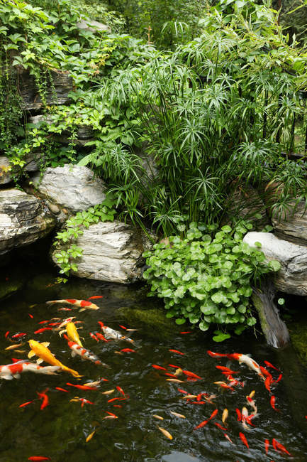 Bellissimo pesce rosso nuotare in tranquillo laghetto da giardino decorativo — Foto stock
