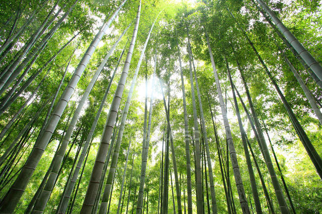 Удивительный бамбуковый лес в Анджи, провинция Чжэцзян, Китай — стоковое фото