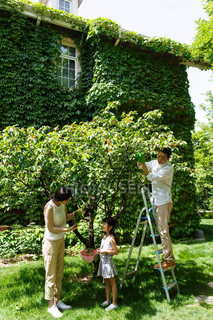 Família feliz em pegar cerejas — Fotografia de Stock