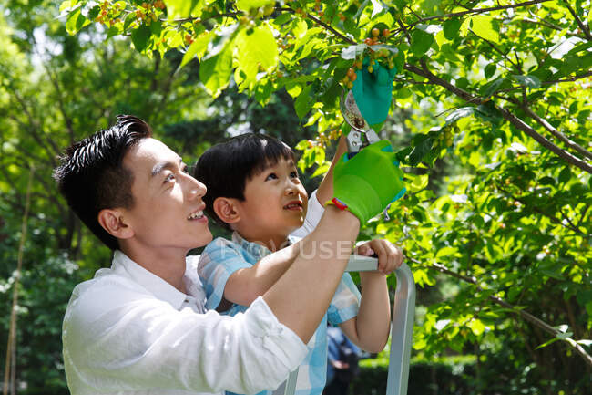 Padre e hijo recogiendo cerezas - foto de stock