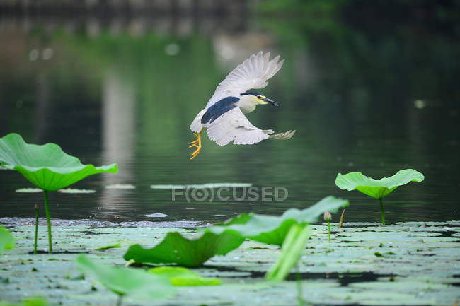 Schöner Reiher fliegt über ruhigem Wasser im Teich — Stockfoto