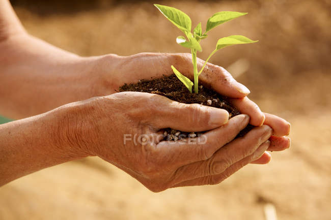 Обрезанный снимок человека, держащего почву с зелеными саженцами — стоковое фото