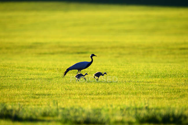 Beautiful black necked cranes walking on green grass in wildlife — Stock Photo
