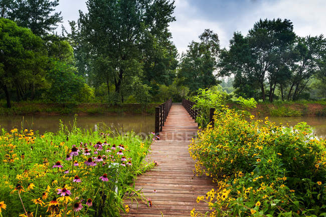 Passarela de madeira vazia com ponte acima do rio e vegetação exuberante com flores na Austrália — Fotografia de Stock