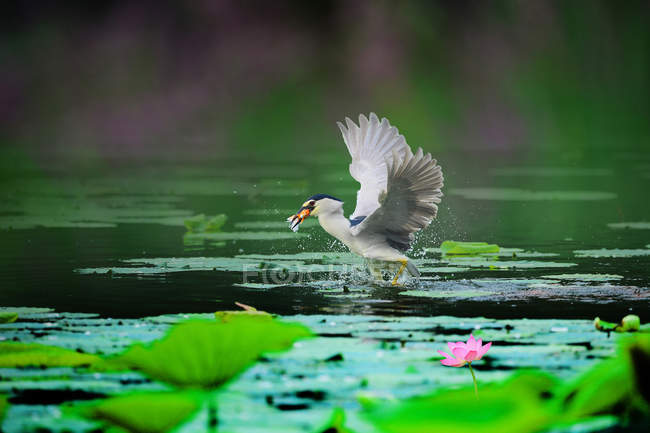 Beautiful heron bird flying above calm water in pond — Stock Photo