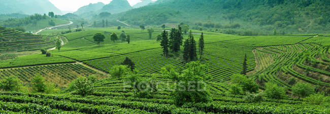 Erstaunliche grüne Teegärten in der Stadt Yingde, Provinz Guangdong — Stockfoto