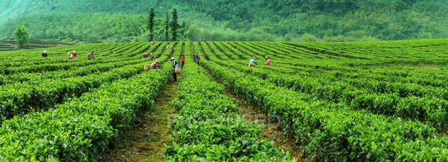 Город Индэ, провинция Гуандун, в чайном саду — стоковое фото