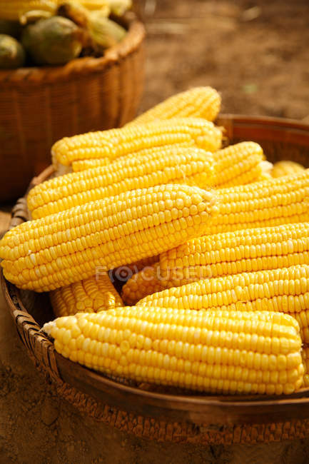 Close-up view of fresh ripe yellow corn cobs — Stock Photo
