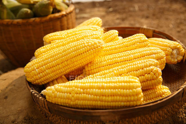 Крупный план свежих спелых желтых кукурузных початков — стоковое фото