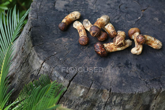 Close-up of fresh matsutake mushrooms on tree stump — Stock Photo