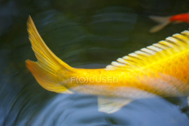 Close-Up Of Koi Carps Swimming In Pond — Stock Photo